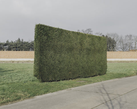 Fotograaf Bram De Muynck - De haag, Drongen