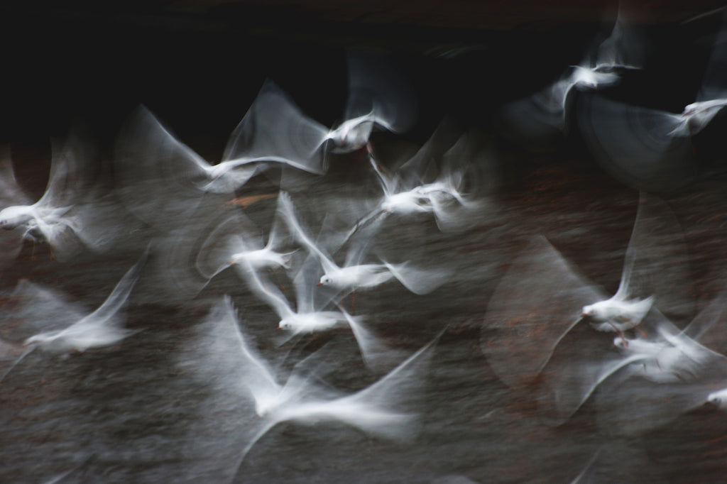 Greta Gustaffson / Birds