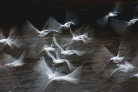 Greta Gustaffson / Birds