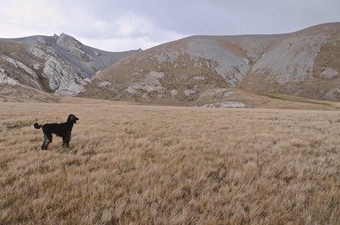 John Morgan Galeyn / Helper dog