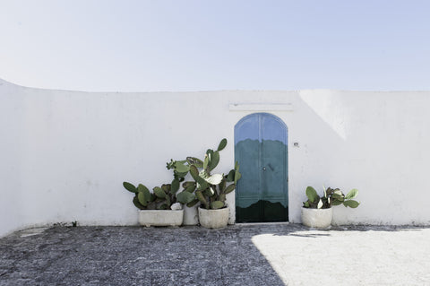 Tom Van De Putte / Cacti