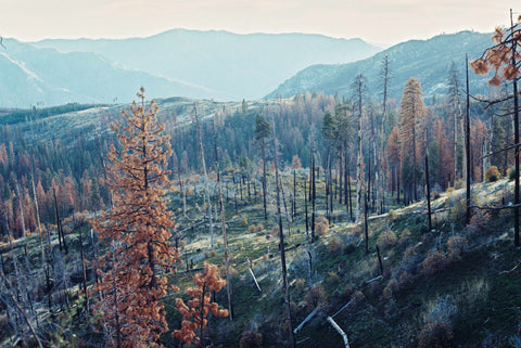 Tiny Geeroms / Yosemite