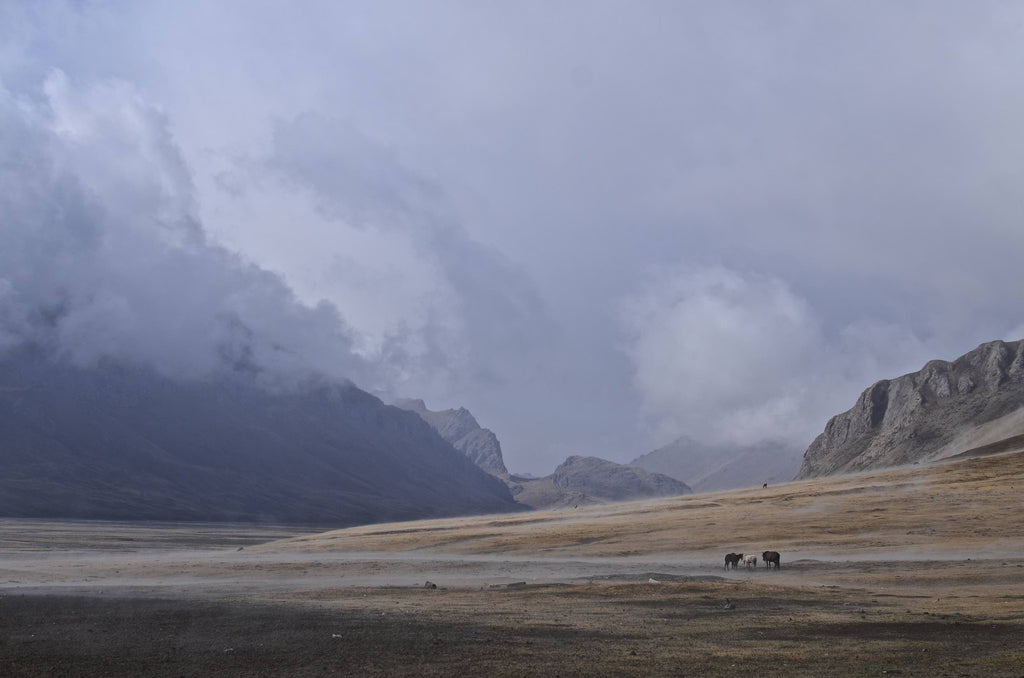 John Morgan Galeyn / Misty Morning