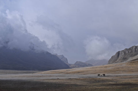 John Morgan Galeyn / Misty Morning