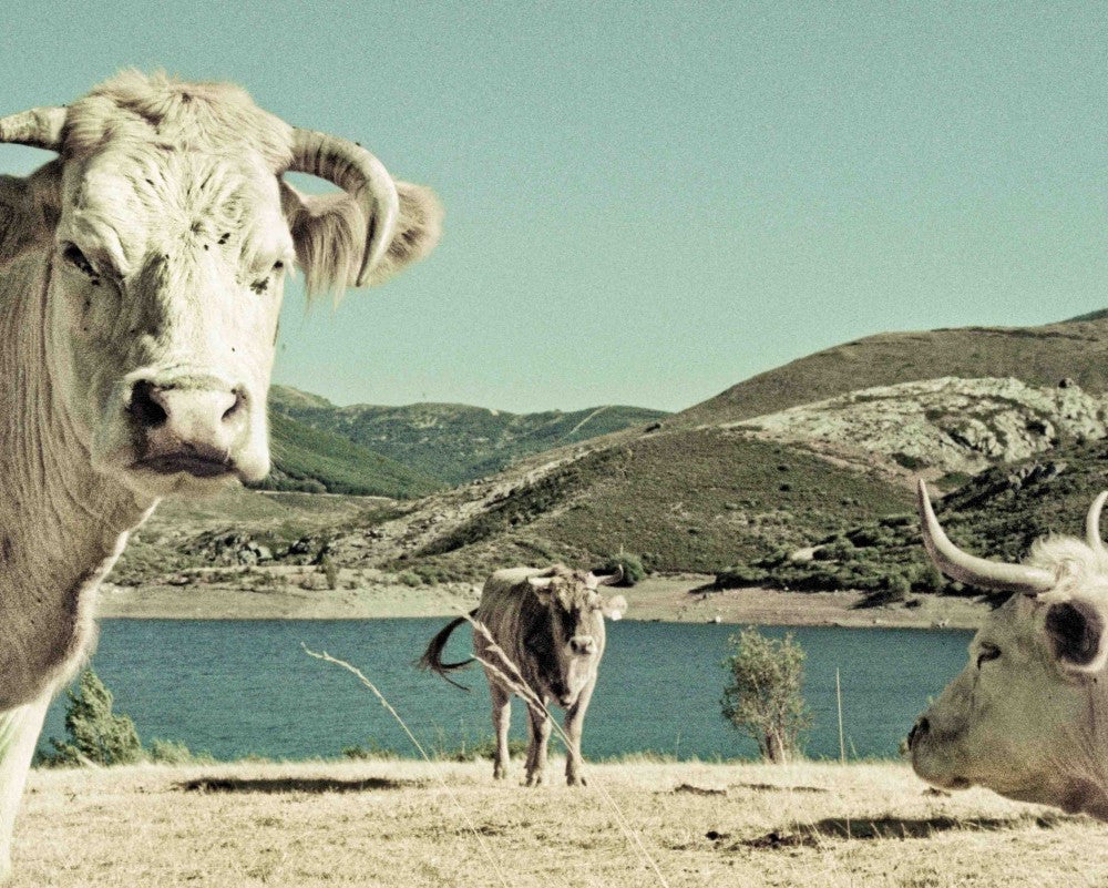 Thomas Koopmans / My Cows