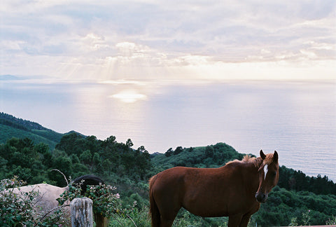 Nathalie Samain / Horses