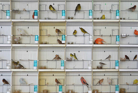 Virginie Breydel / Birds