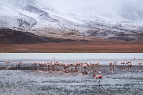 Virginie Breydel / Flamingos