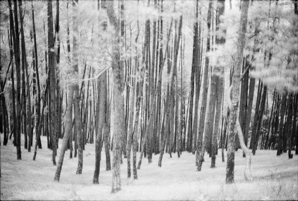 Matthias Ivens / Deep in the Woods